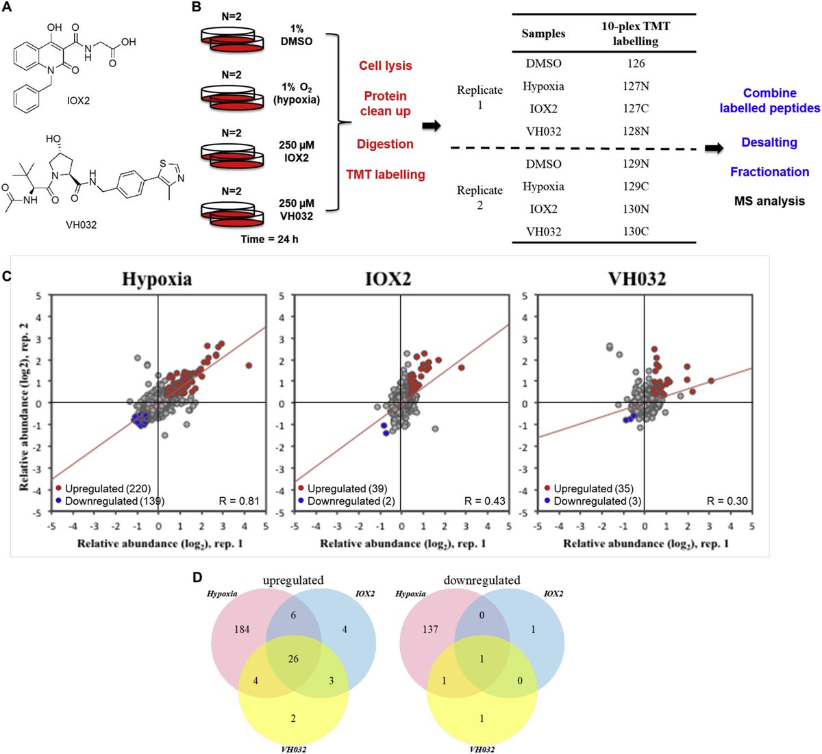 Von Hippel-Lindau (VHL) small molecule inhibitor binding increases stability and intracellular levels of #VHL protein —  
<a href="/juliantyfrost/">julianty</a> <a href="/alessiociulli/">Alessio Ciulli</a> <a href="/srochaliv/">Sonia</a> #proteostasis #hypoxia

jbc.org/article/S0021-…