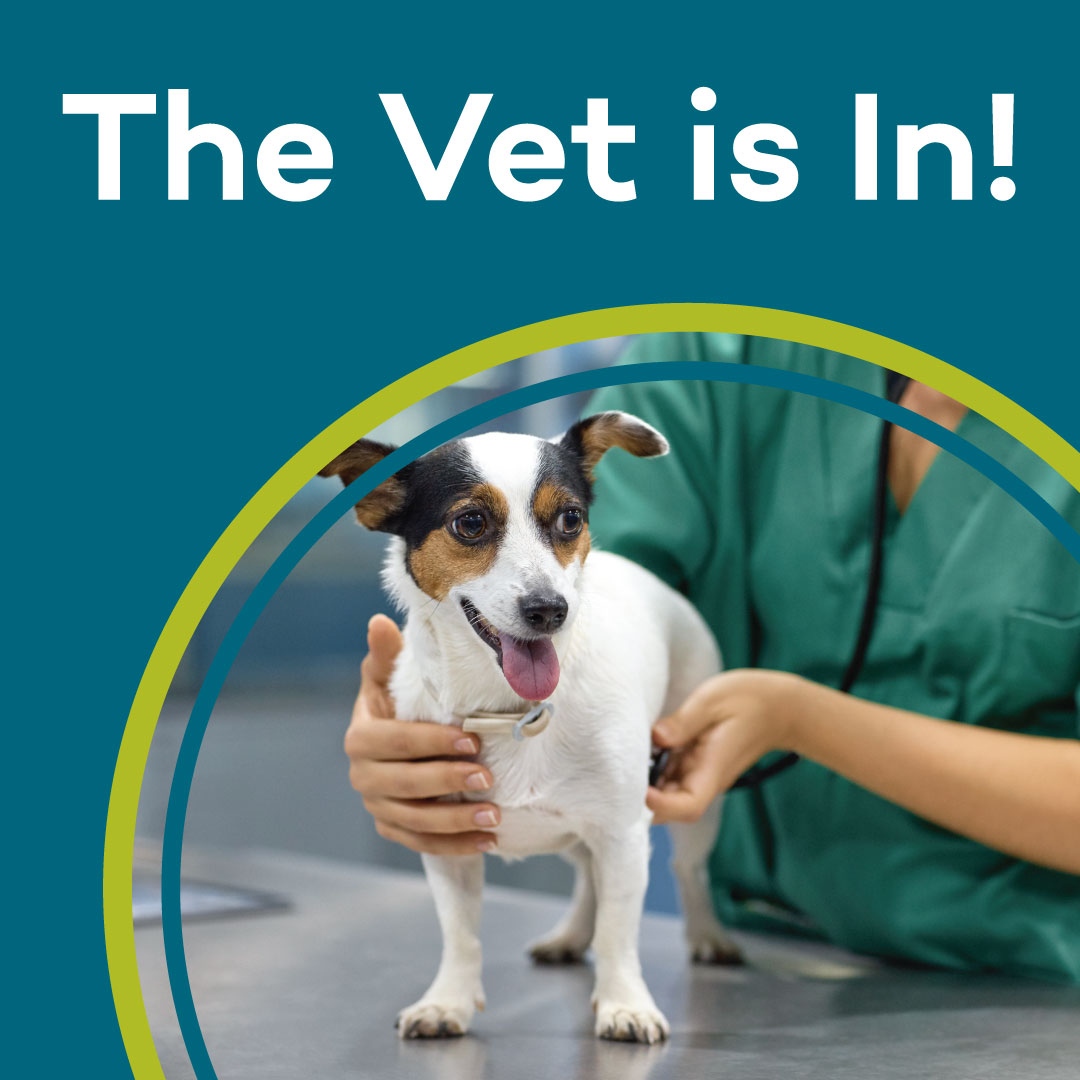 petfoodexpress's tweet image. Is your furry friend in need of a check-up? VIP PetCare Services and Wellness Centers are now available again at select Pet Food Express locations.

For more information or to find a clinic near you: l8r.it/KJ9E

#petfoodexpress #vippetcare #thevetisin