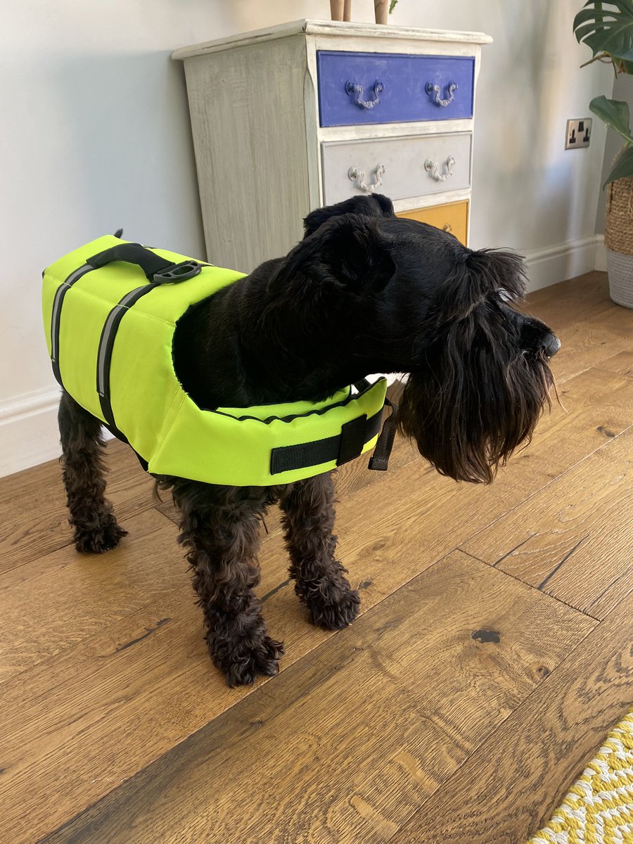 Sam_Knight18's tweet image. She can’t even look at me right now 😂#mydoghatesme #schnauzer #supdogs #trainee