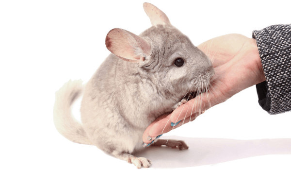 Why are dust baths so important for the health and wellbeing of chinchillas? Learn more at 
okt.to/jJmxZW