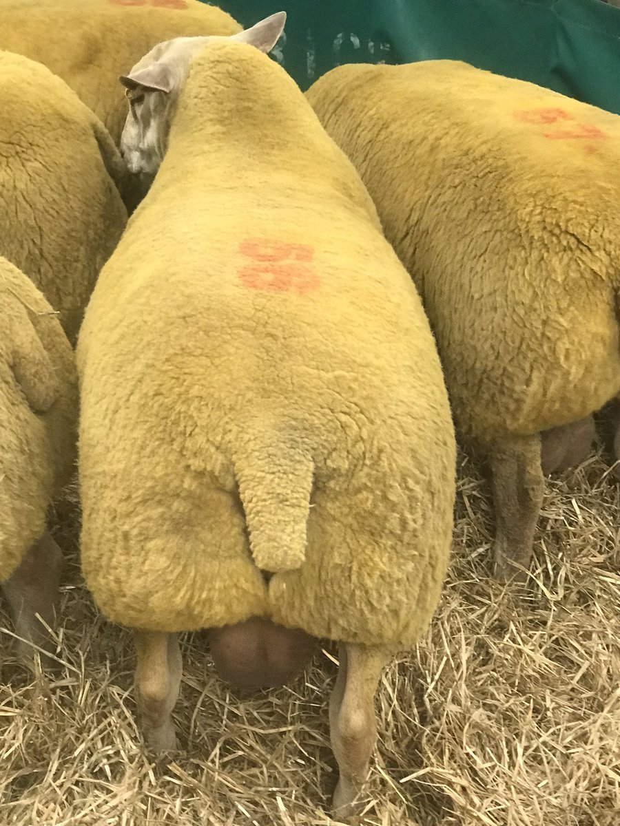 MeatyAndrew's tweet photo. Latest purchase for #ChazCompare from @charollaissheep 2021 Premier Sale. Foulrice Wellhard Top 1% for muscle depth EBV. 3 way split with @RedhillC and Gawsworth Charollais. #musclingintomeat! https://t.co/3lF8JWooCM