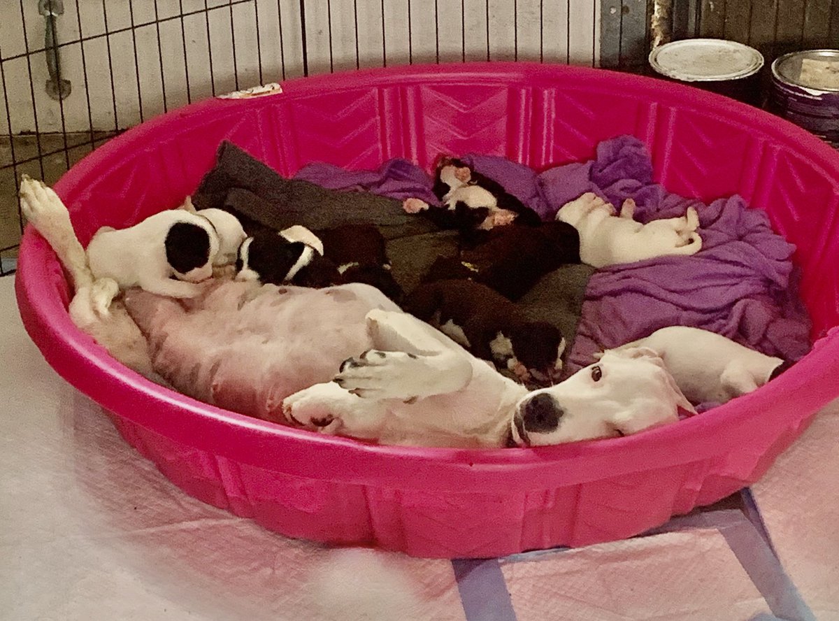 LovebugsRescue's tweet image. We think mama Reya had something else in mind when her foster mentioned they had a pool. We will post some puppy cuteness up on our stories. Enjoy! 
.
.
#pregoproblems #lovebugsrescue #adopt #instadog #dogstagram #orangecounty #california #dalmation #puppy #pool #summertime