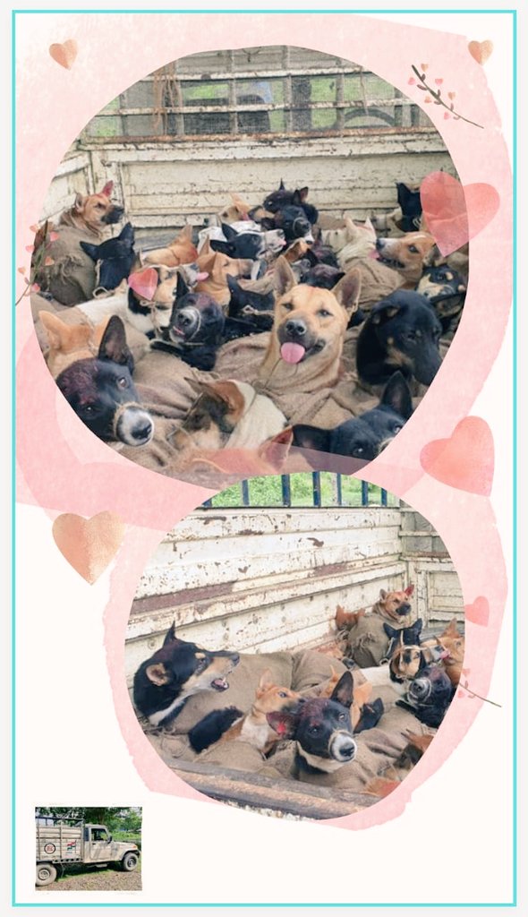 GolaghatPolice's tweet photo. Remembering poem by Raegan Butcher
"Anyone who has no feelings for animals has a dead heart"

Thanks to Golaghat police team led by ASI Prashant Bora, 35 dogs were rescued successfully. They were in transit to slaughter house. 

Strict action shall be ensured against the accused. https://t.co/OFdaU5Vy6E