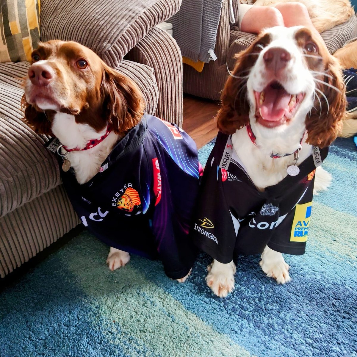 Boys are ready. 

Come on Exe!

Nice to hear the chop ringing out at Twickenham 

#comeonexe #ringothedog #bowiethedog #ExeterChiefs