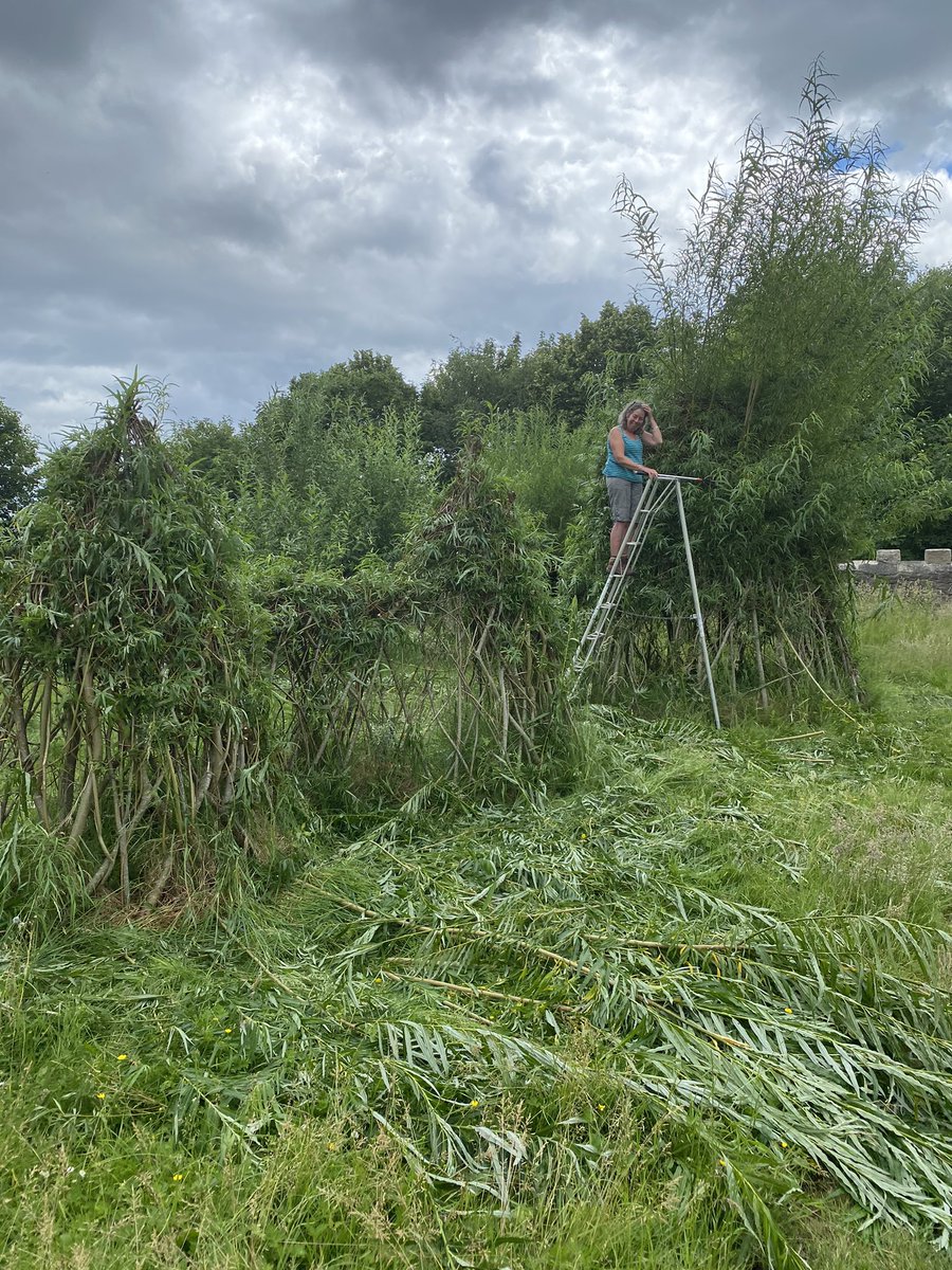 Mon_Heritage's tweet photo. Thanks @lovingthewillow who have been tidying up the willow at #AbergavennyCastle Here are the before photos. https://t.co/H7KexhH8oU