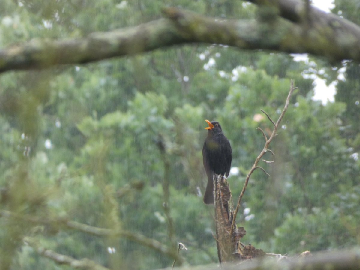 Singing in the rain, blackbird at Fakenham <a href="/NorfolkWT/">Norfolk Wildlife Trust</a> @wildlife_uk <a href="/LumixUK/">Lumix UK</a> <a href="/BirdWatchingMag/">Bird Watching</a> <a href="/Natures_Voice/">RSPB</a>