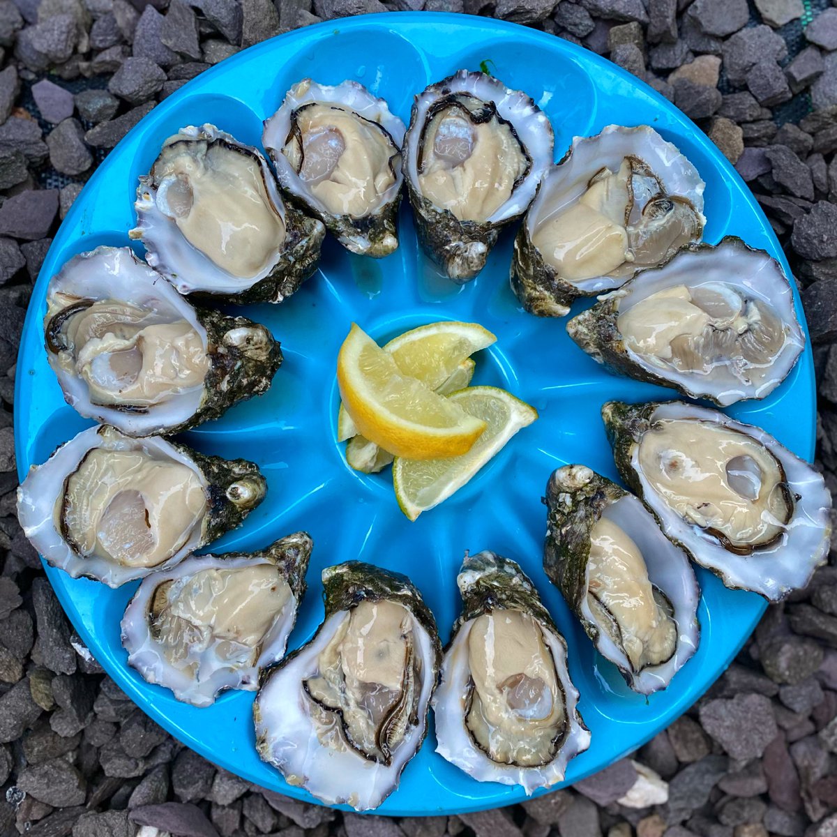 Always a crowd-pleaser
🦪🦪🦪🦪🦪🦪🦪🦪

#CromaneOysters #ourOysters #Cromane #realtnamarashellfish #wildatlanticway #weekendvibes #oysterparty #dinnerparty #tastetheatlantic #shuckyeah #shucking #oystershucking #irishoysters #irishmussels #irishshellfish #oysters #mussels #kerry