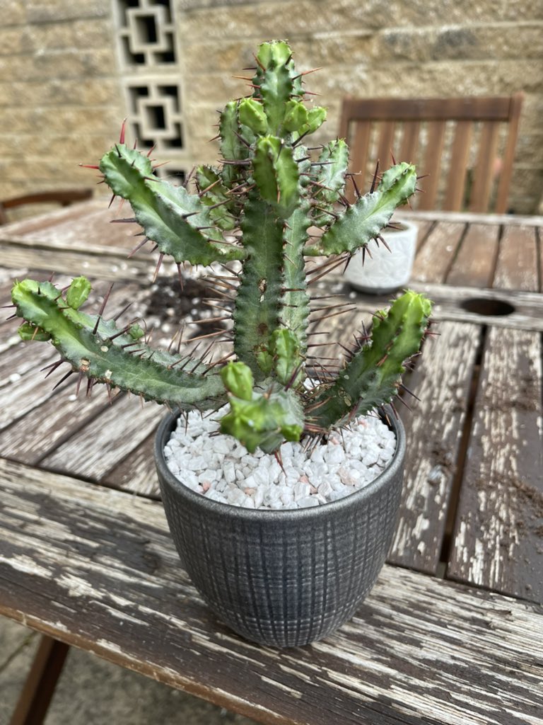 Ellen Judson 🌋 tweet media