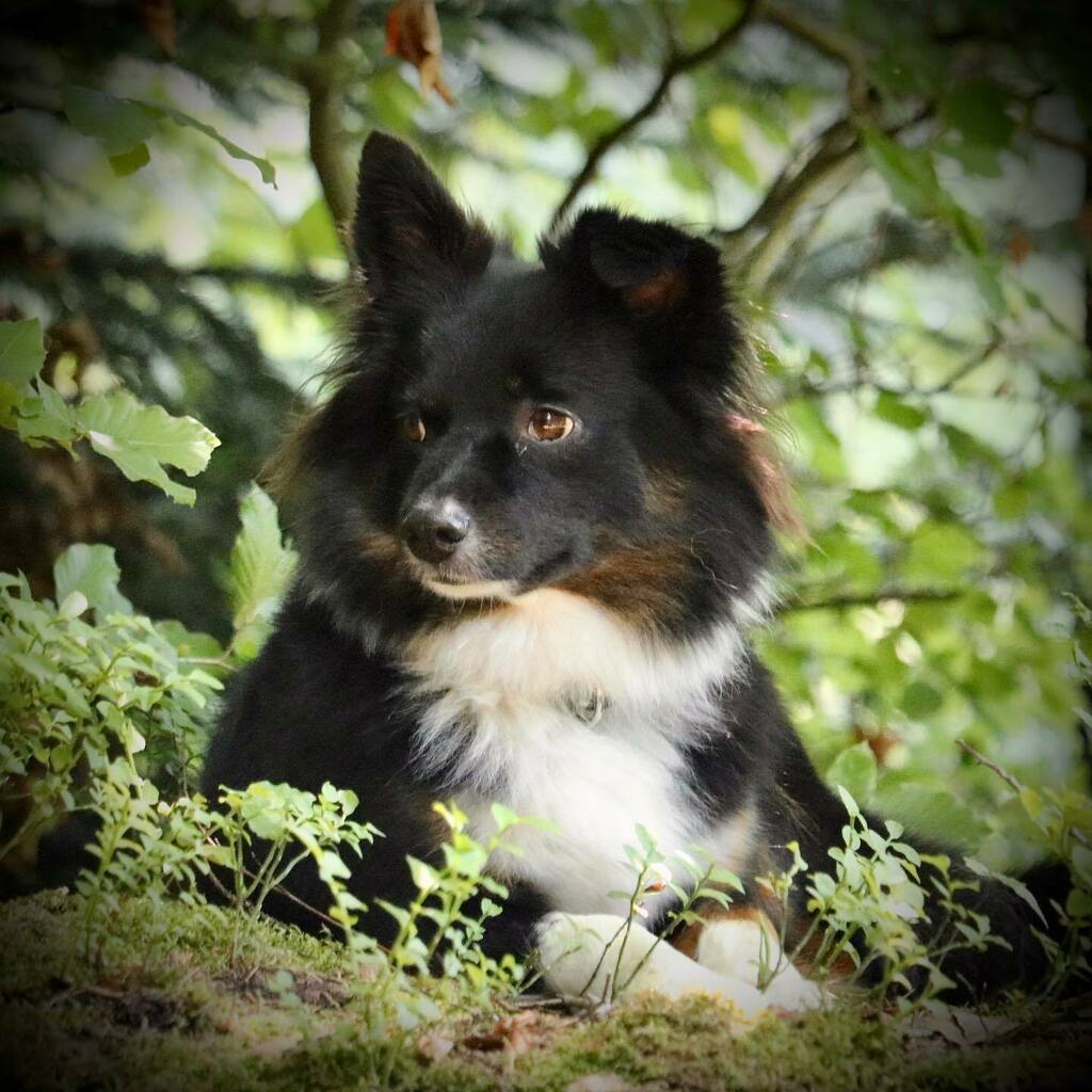 ChevyBav's tweet photo. #miloo ❤️
#miniaussie #miniaustralianshepherd https://t.co/4PlehIseCk