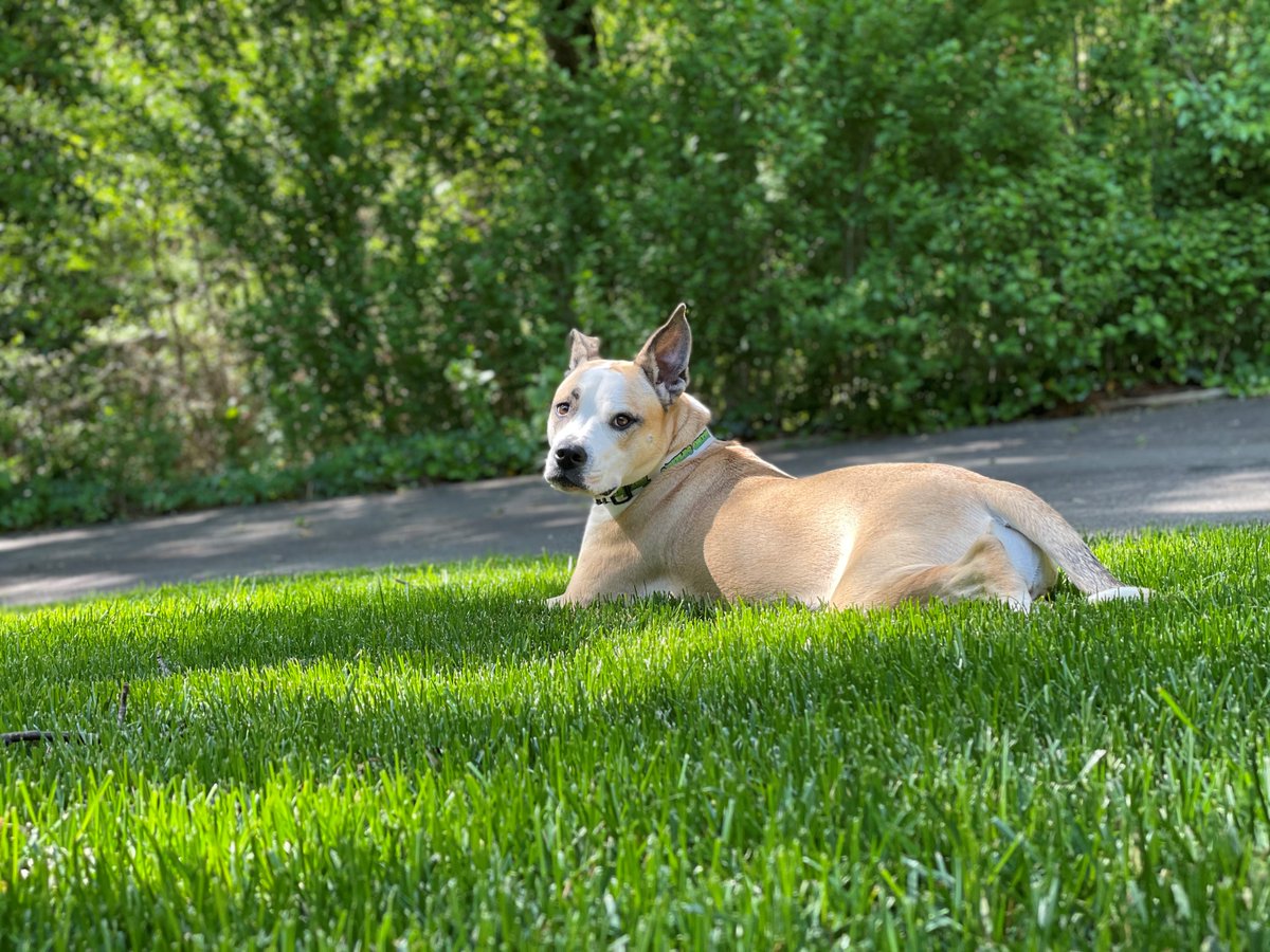 TurfMutt's tweet photo. Are you having fun backyarding this summer?! Get Mutt Mulligan's tips for outdoor living and keep up with the TurfMutt Foundation in Mutt Mail, her monthly e-newsletter. Sign up for FREE here: https://t.co/OZktoxepwy #backyarding #BackyardMore #MuttMail https://t.co/ahTBPtt4eO