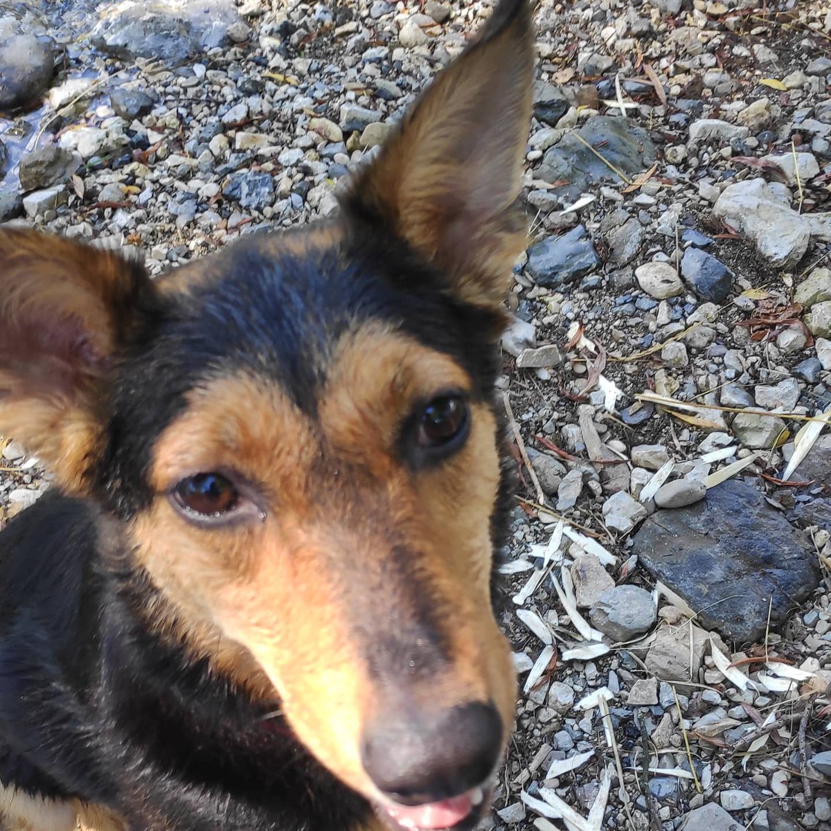 BarbBleu's tweet photo. Wet dog is a happy dog. Plus her happy hooman companion. #Sofia #doggotter #Sora #Visoko #Slovenia #tinydragoness #doggobliss https://t.co/HWNmjPtm2G