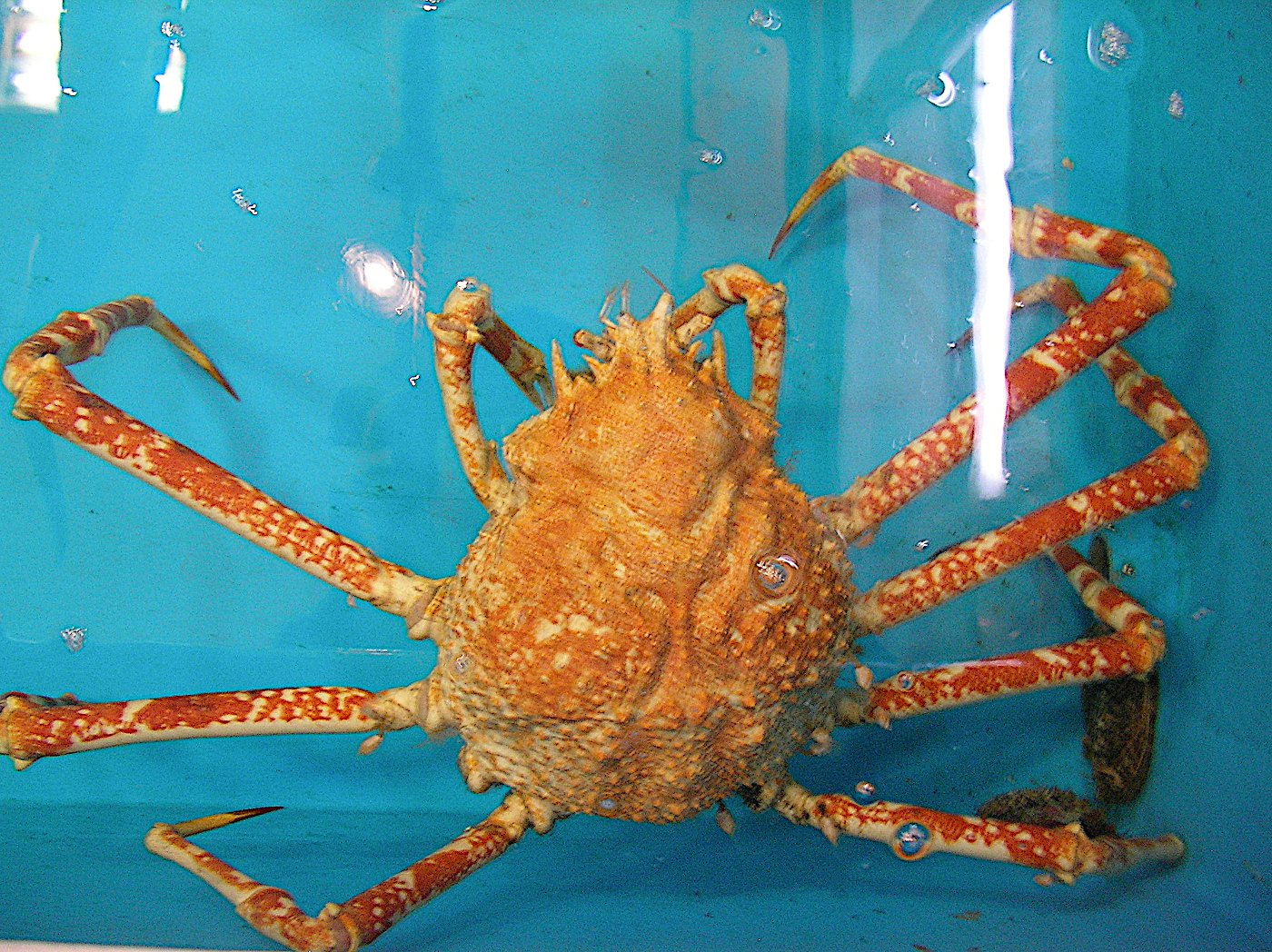 くさなぎけいた 徳島県のカカポ カードゲーム垢 タカアシガニといえば新浜マルナカの今亡きいけすにタカアシガニがいた事が 足が一本ないから売り物じゃないと言ってたけど売れたみたいで 美味しいみたいだしね でも生タカアシって珍しかっただけにいけす