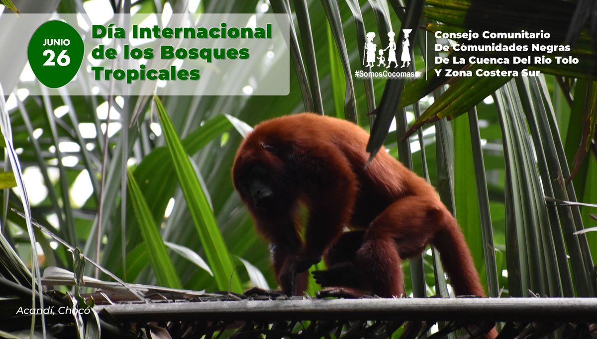 Cocomasur tweet media