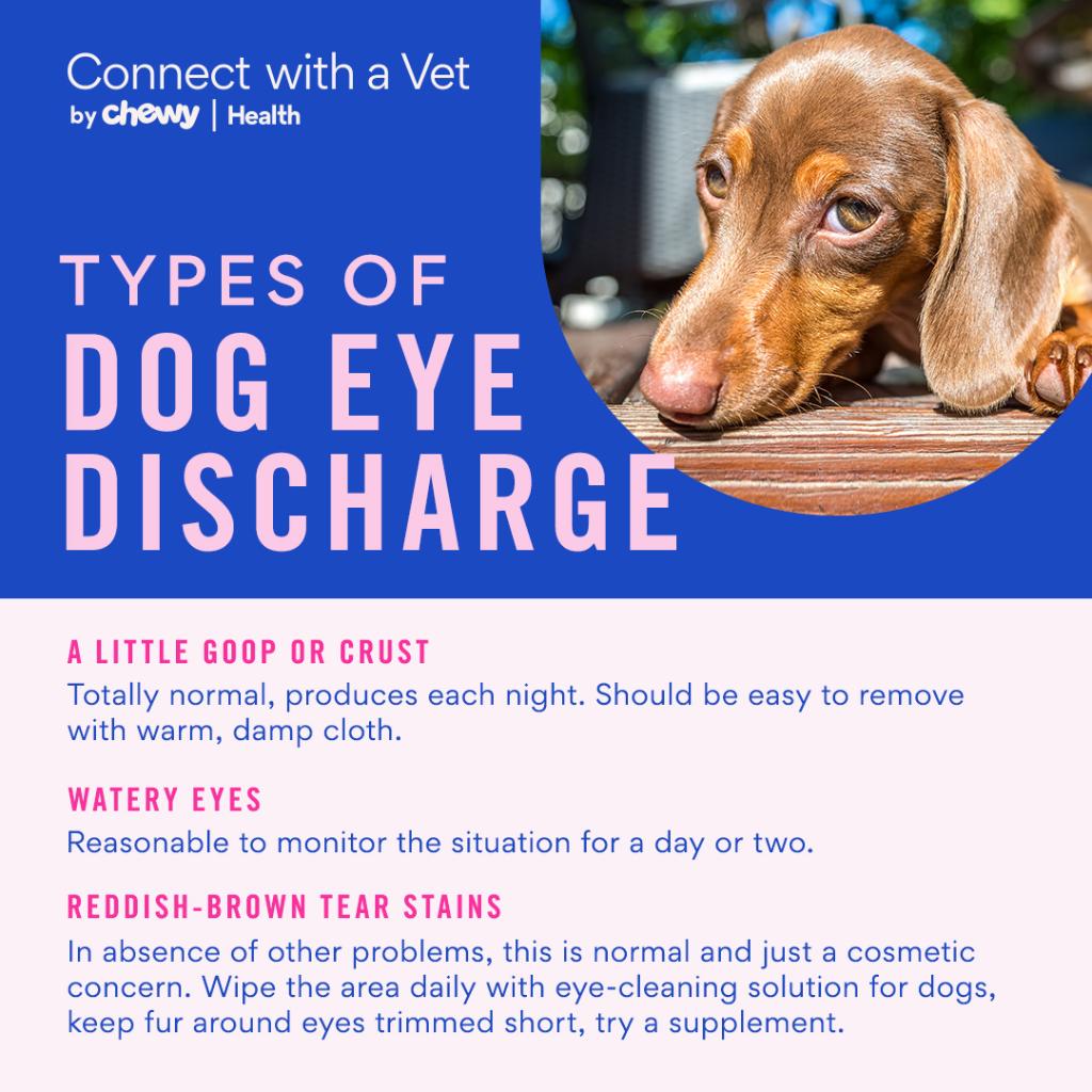 How To Keep Dogs Eyes Healthy how-to-keep-dogs-eyes-healthy