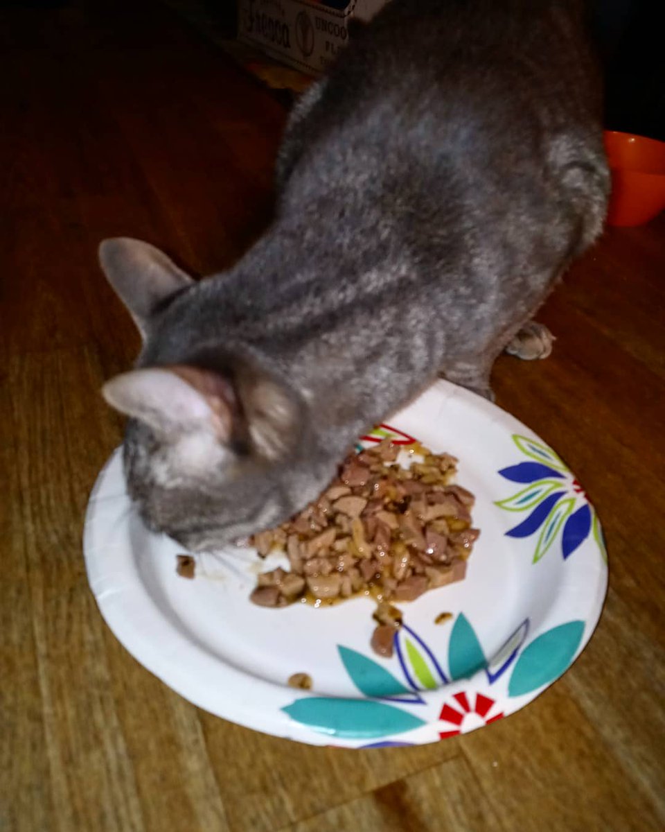StormyTheCat7's tweet photo. These photo's i was eating my Birthday dinner which i turned 2 years old and it was a great birthday. Thanks to @KrazieswifeL and @KrazieIts had a blast! #Stormi #StormiTheCat #2YearsOld #StillYoung #Birthday #BirthdayDinner 🎁 🎉🍰 🐱 https://t.co/OTiyGtuJ0m