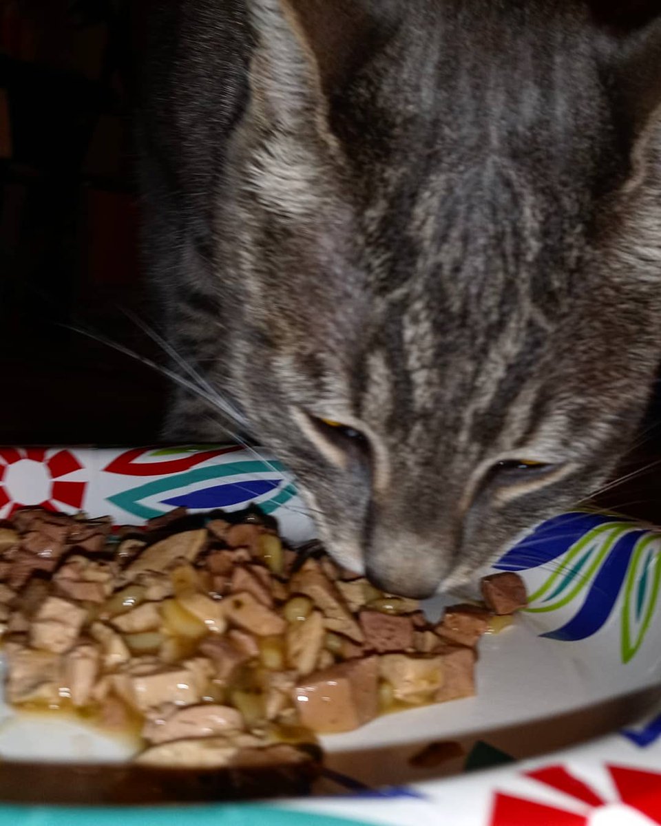 StormyTheCat7's tweet photo. These photo's i was eating my Birthday dinner which i turned 2 years old and it was a great birthday. Thanks to @KrazieswifeL and @KrazieIts had a blast! #Stormi #StormiTheCat #2YearsOld #StillYoung #Birthday #BirthdayDinner 🎁 🎉🍰 🐱 https://t.co/OTiyGtuJ0m