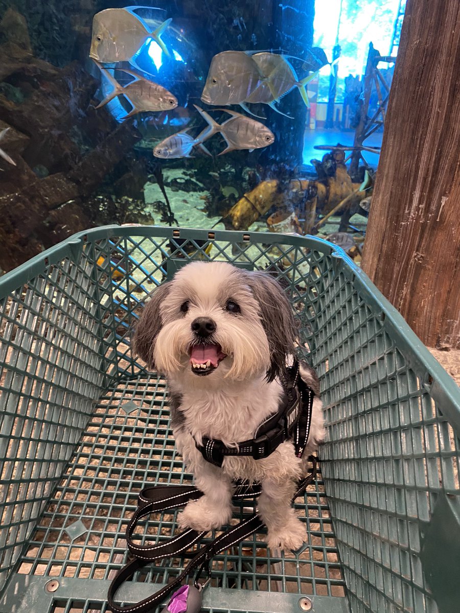 MsLuuna's tweet photo. look at this handsome boy https://t.co/nuFzMIFXie