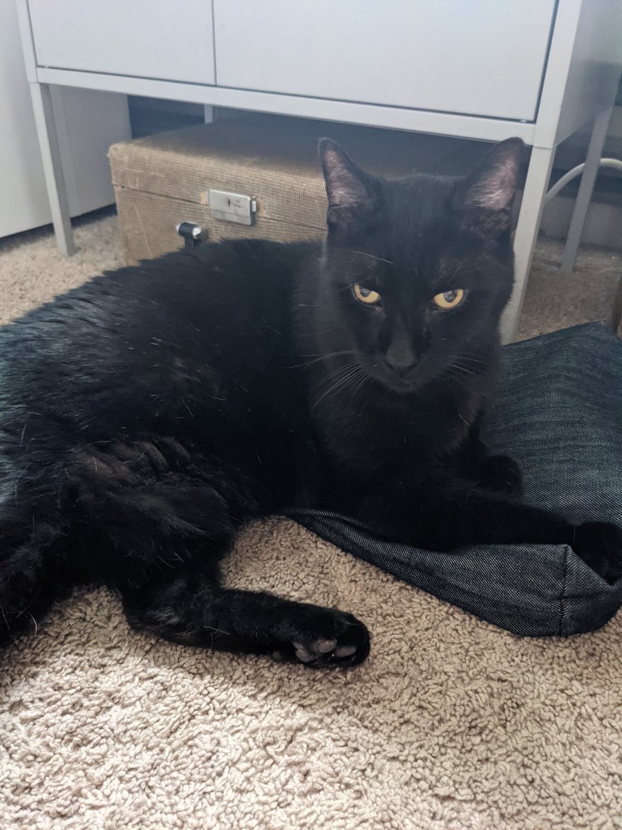 sydneybrasil's tweet photo. cat sitting this weekend for @BLANKSBAND!! i guess june owns my bag now, fair payback for me calling him junie b. jones https://t.co/P3eFjn14dw