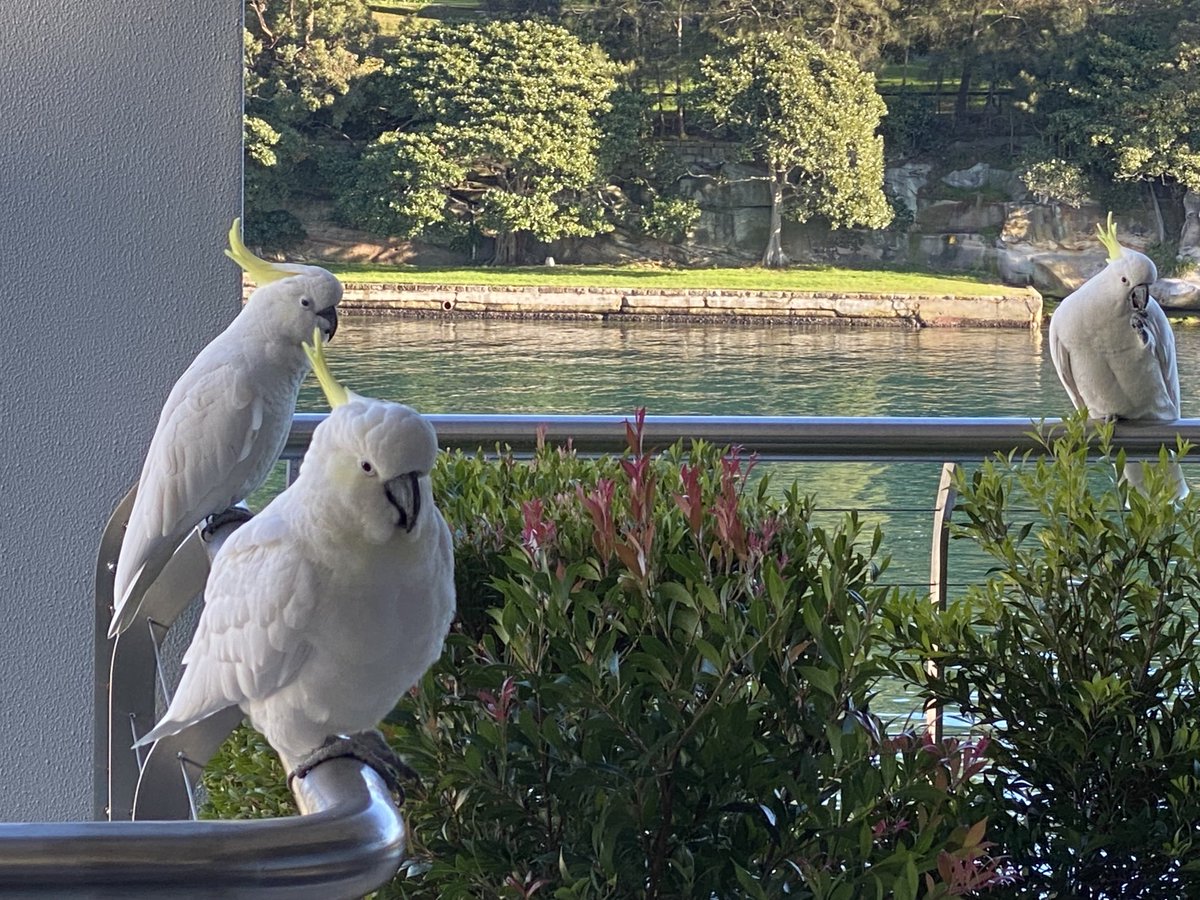 russellcrowe's tweet photo. Visitors in the big city.
Sulphur crested Cockatoo. https://t.co/Fxm5HpVgQp