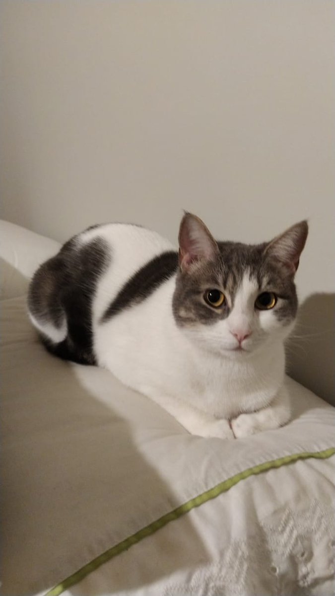 CristianGhost tweet media