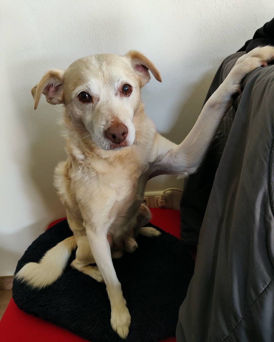 BasEnBobbie's tweet photo. Hallo....mag ik een knuffel???
Hey....can I have a hug???
#aandacht #aandachtvragen #knuffel #dikkeknuffel #attention #drawattention #hug #bighug #rescuedog #rescuedogs https://t.co/RlpFp1YsRk
