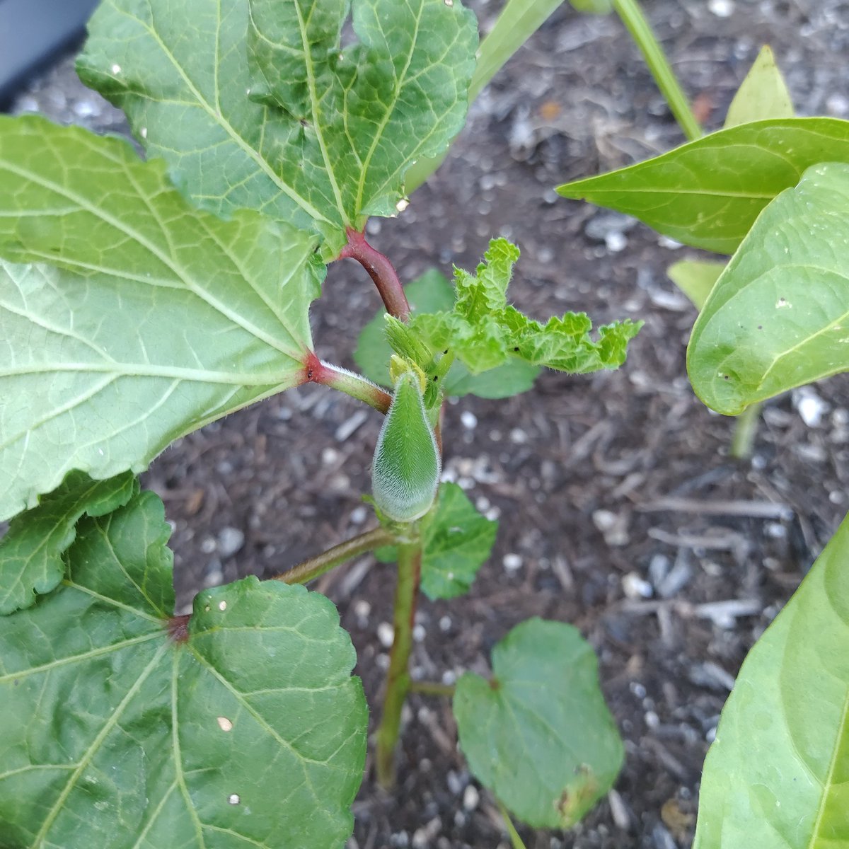 The cycle of #life. What started as a tiny seed is growing into a plant that will produce tens of fruit and hundreds of seeds

#Vegan #veganism #organic #gardening #babyokra