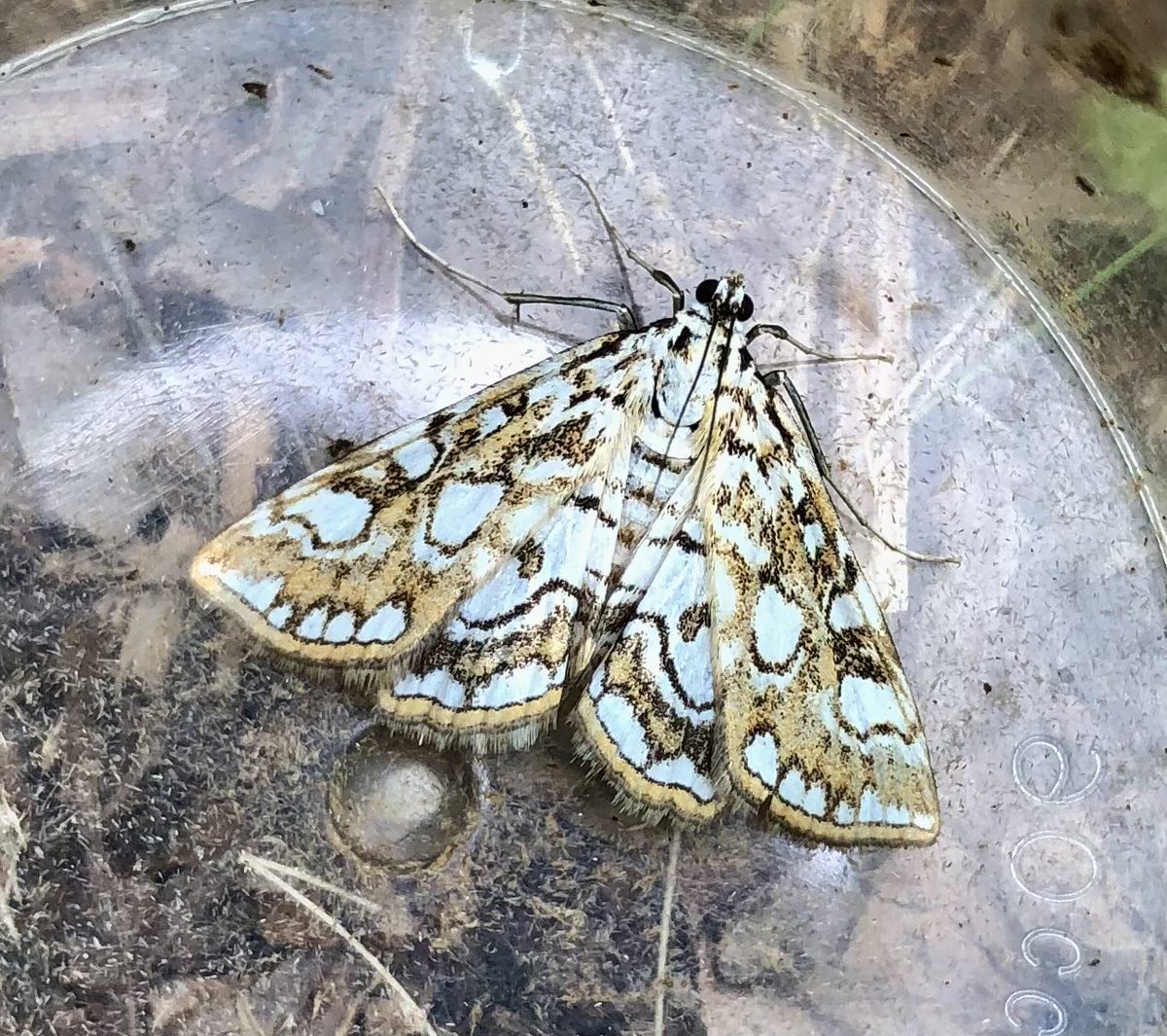 Micro-moth glitz ’n’ glamour✨- Brown China-mark (Elophila nymphaeata) found during the day today, next to a small pond. Its caterpillars are aquatic, feeding on pondweeds etc. These beauties will still be on the wing for #MothNight 8-10 July.