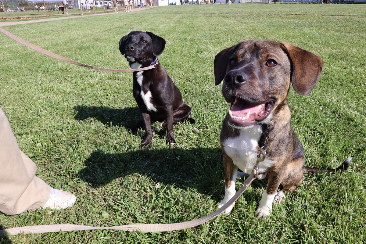AdoptMeBPR's tweet photo. A tale of two puppies!   Whistler and Beamer are not related but have formed a close bond in the strangest of places!  Our Paws Behind Bars Prison Training Program! Both pups are available for adoption.  Email us at adoptmebpr@aol.com! https://t.co/e99rvJnXLp