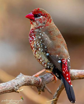 zelis111's tweet image. Şarkılar farklı dilde söylense de gönüllerimiz tek dilde söylüyor...

#Colorsofvoices
#DünyanınRenkleri