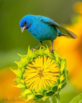 zelis111's tweet image. Şarkılar farklı dilde söylense de gönüllerimiz tek dilde söylüyor...

#Colorsofvoices
#DünyanınRenkleri