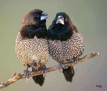 zelis111's tweet image. &quot;İlmiyle amel etmeyen âlim, başkasını giydirdiği halde kendisi çıplak olan iğne gibidir.&quot;

İmam Gazâlî (rah.)

#Colorsofvoices
#DünyanınRenkleri