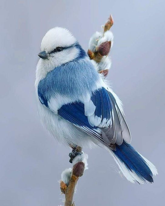 zelis111's tweet image. &quot;İlmiyle amel etmeyen âlim, başkasını giydirdiği halde kendisi çıplak olan iğne gibidir.&quot;

İmam Gazâlî (rah.)

#Colorsofvoices
#DünyanınRenkleri