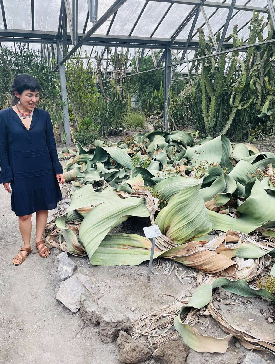 ange_cibrian's tweet image. It is always a treat to see #Welwitschia #livingfossil