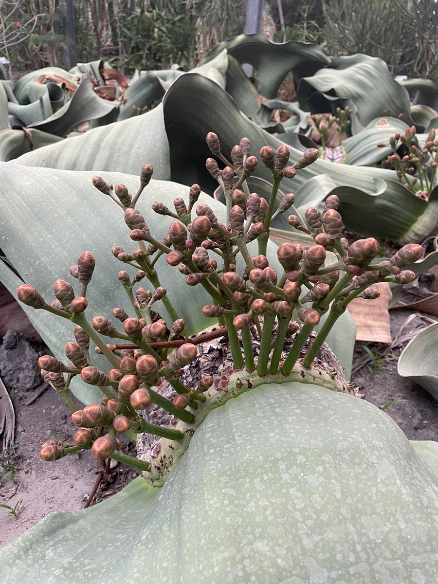 ange_cibrian's tweet image. It is always a treat to see #Welwitschia #livingfossil