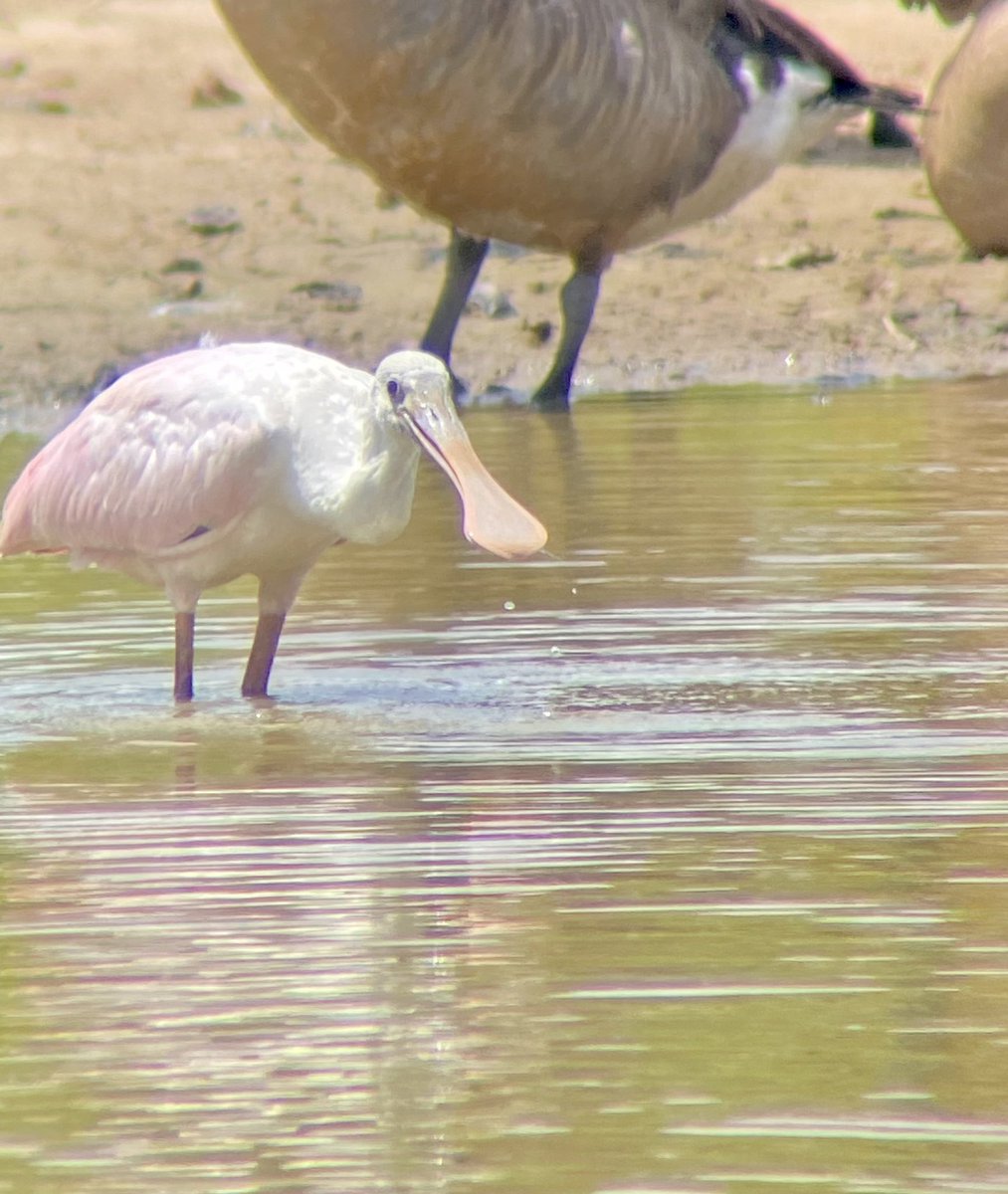 Such a cool visitor to have just 30 minutes outside of Washington DC! #digiscope #spoonbill