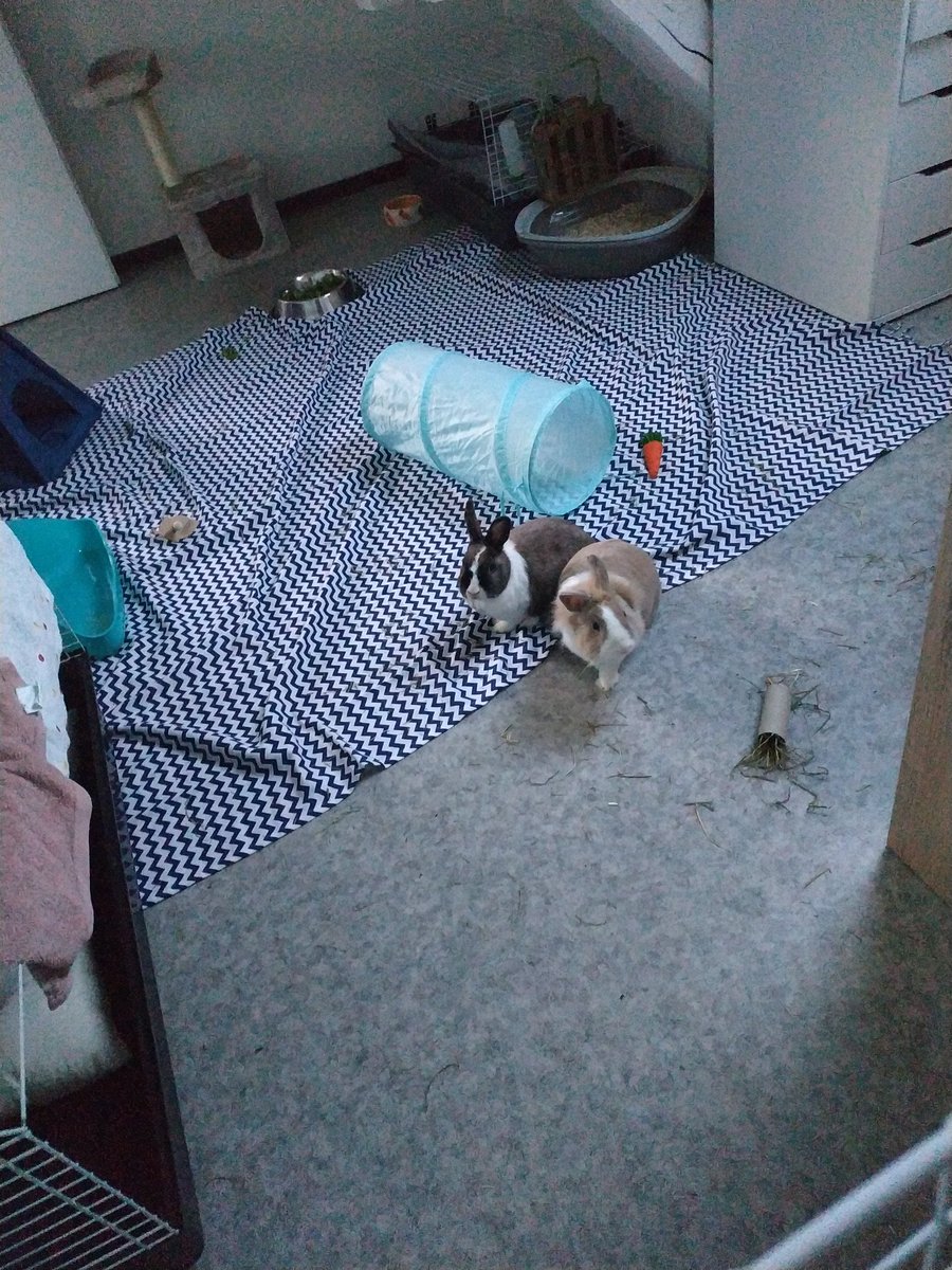 UrseneLapin's tweet photo. Il semblerait qu'il y ait des nouvelleaux habitant.e.s chez nous 🥰🥰 https://t.co/6fUfB9FXKJ