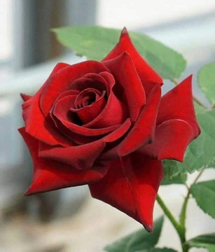 HARAKLiT's tweet image. &quot;Doğrusu güldüren de, ağlatan da O&apos;dur..&quot;
(Necm, 43)

#Colorsofvoices
#DünyanınRenkleri