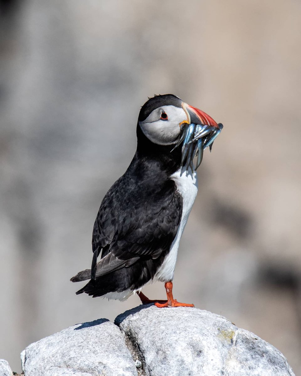 ElaineDFord's tweet photo. Saltworks is LIVE today @InspaceG @EdSciFest as part of Artist Residency created in collab with @RSPBScience inspired by #ProjectPuffinUK tracking data🌊🐦 Check artworks out EDN Potter Row Stoked I was able to meet the puffins during install! More info https://t.co/lgxGt5TFJR https://t.co/JdcpgcxsUJ