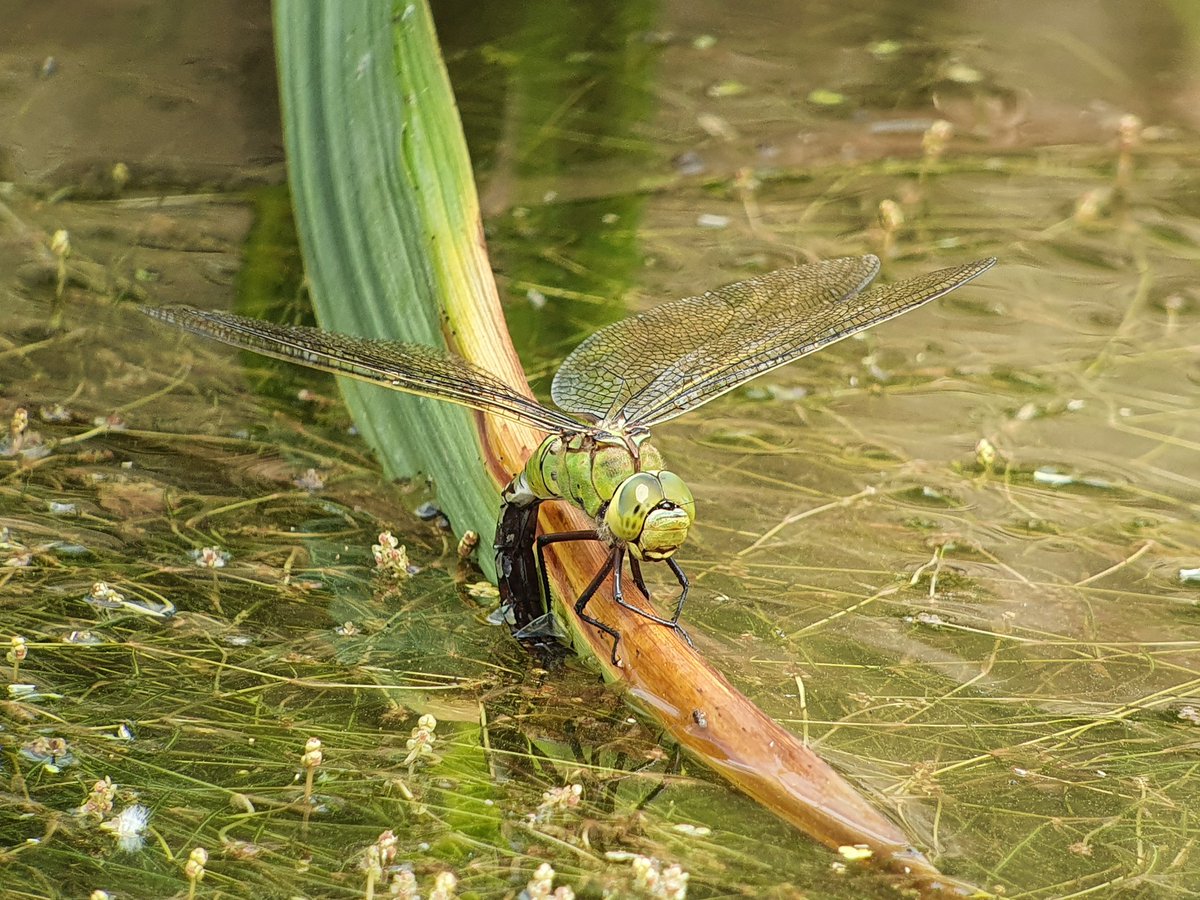 Great to see the new ponds <a href="/slimbridge_wild/">Slimbridge Sightings</a> attracting ovipositing Emperor, Black-tailed Skimmer, Broad-bodied Chaser, Four-spotted Chaser and a few species of damselfly during my lunch break