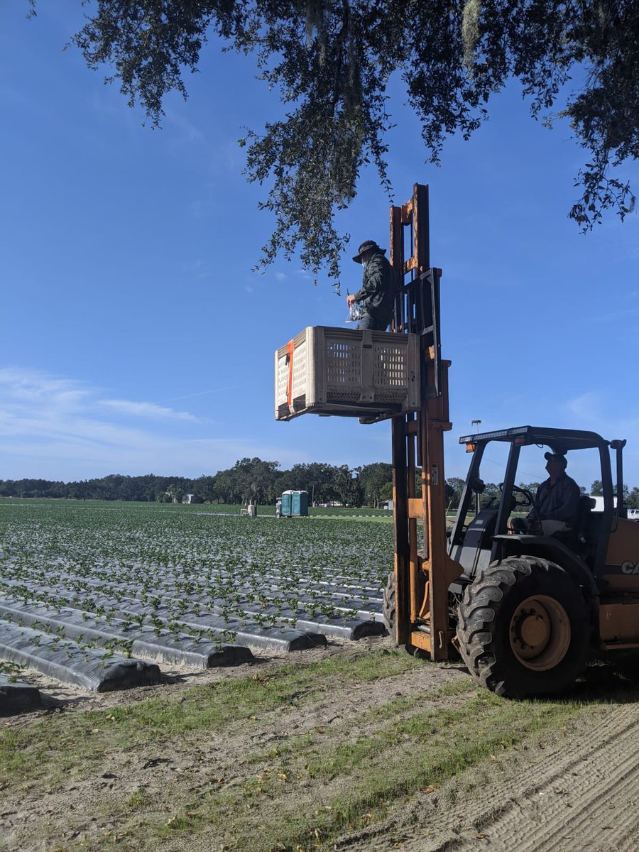 marcusmarin_'s tweet photo. Getting samples is not always easy, but sure it is fun. #PeresLab #UF #PlantPathology @UFGulfCoastREC @UF_IFAS @UfBreeding https://t.co/qNFoKLctNe