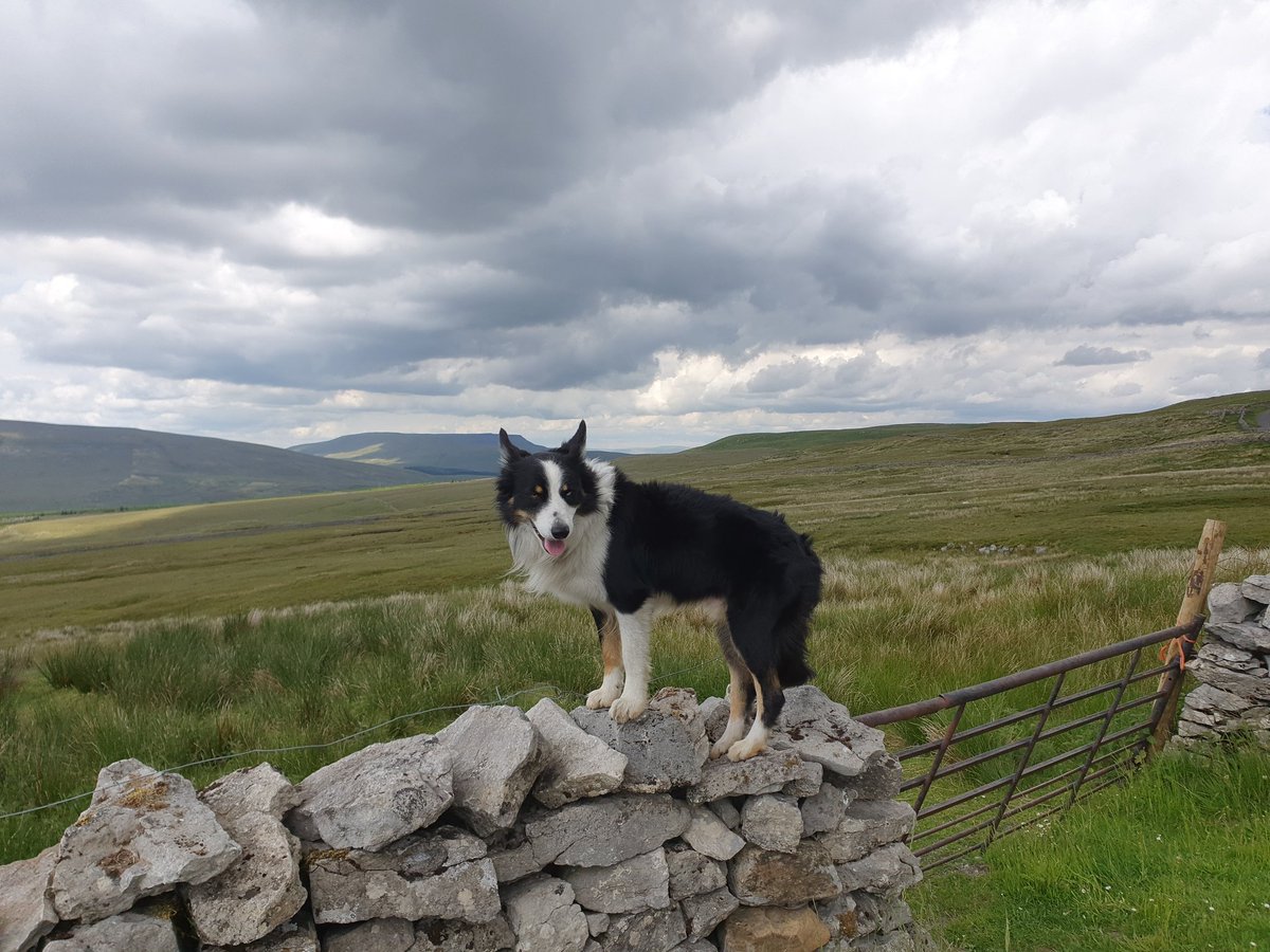 algowalkcollies's tweet photo. @anne3366 @wild_isle @BCTGB And mine https://t.co/yDgHhrFCtw