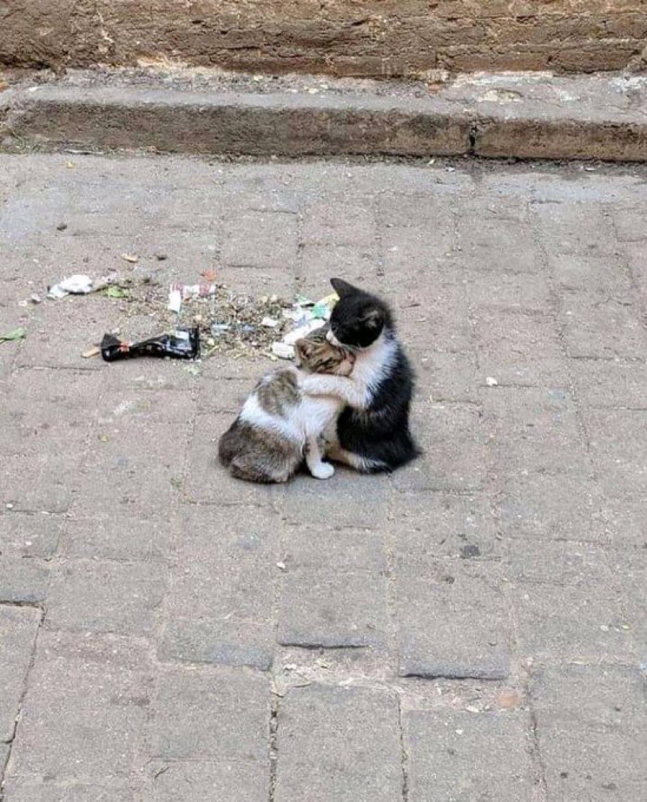 sffff2020's tweet photo. احن من كذا ماشفت🥺🥺 https://t.co/GEtt9lA82I