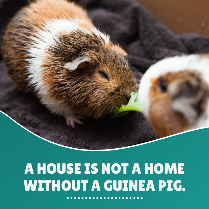 A house is not a home without a guinea pig.

👉 Tag a friend who also loves guinea pigs in the comments!