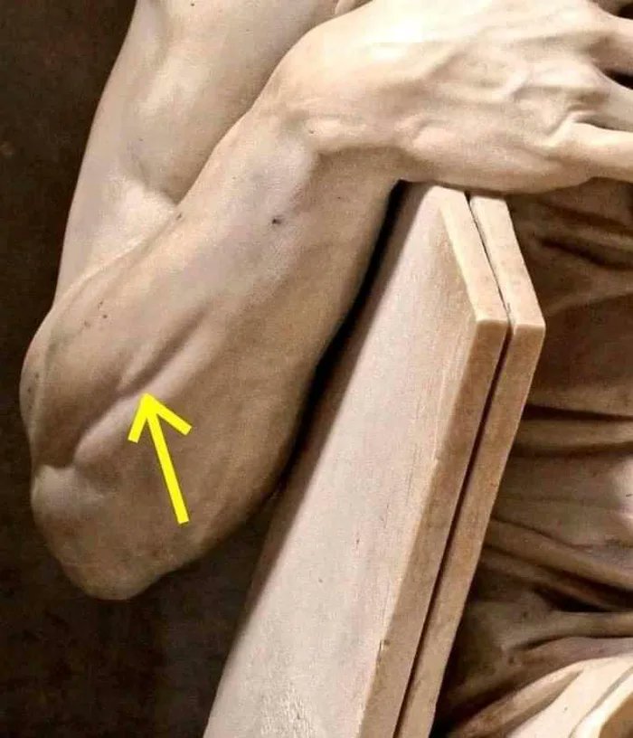 Michelangelo'nun Musa'nın Hükmü heykelinde, ön kolda küçük bir kas oyulmuştur. Bu kas sadece küçük parmağınızı büktüğünüzde büzülür, aksi takdirde gizlenir. Musa, heykelde küçük parmağını büküyor. Eserdeki olağanüstü detaycılığın muhteşem bir örneği.