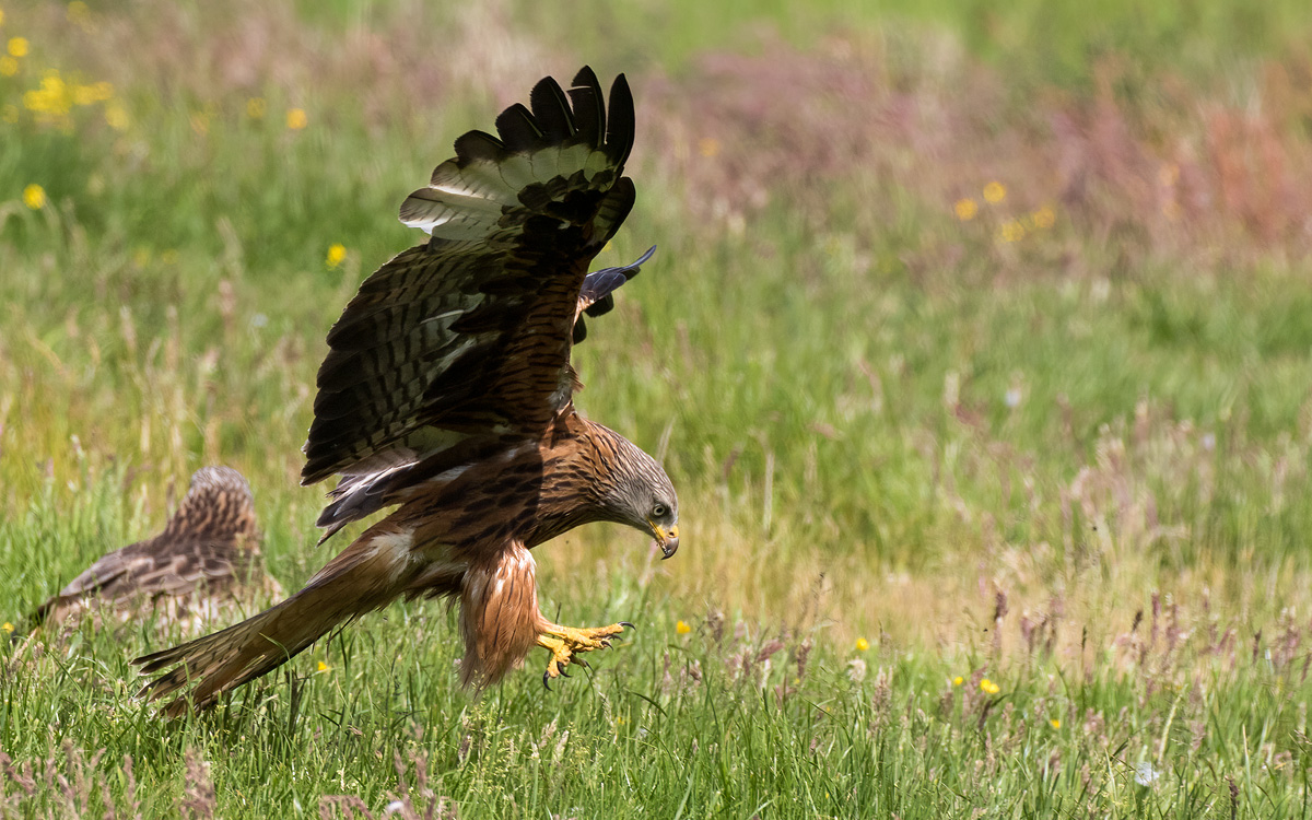 Peter__Starling's tweet photo. Red kite action from Gigrin farm last weekend. A stunning location with countless stunning birds!

#Gigrin #GigrinFarm #redkite #Wales #Powys @visitwales #wildlifephotography #birdphotography https://t.co/QPTD6sUWw3