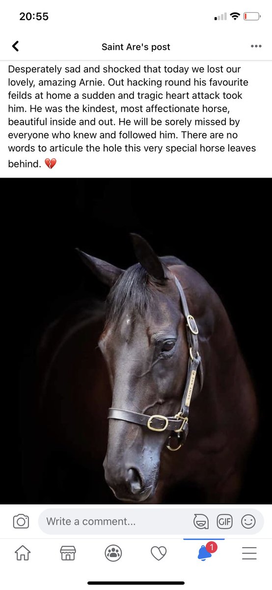 SaintAre_Horse's tweet photo. Absolutely gutting to hear of Arnies passing💔 he had a wonderful career in racing with and a fantastic second career too in the show ring . Fly high champ, gallop free 😢🐎 https://t.co/szB0NgRSjo