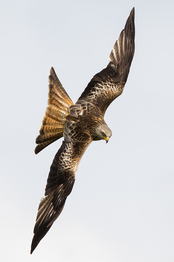 Peter__Starling's tweet photo. Red kite action from Gigrin farm last weekend. A stunning location with countless stunning birds!

#Gigrin #GigrinFarm #redkite #Wales #Powys @visitwales #wildlifephotography #birdphotography https://t.co/QPTD6sUWw3