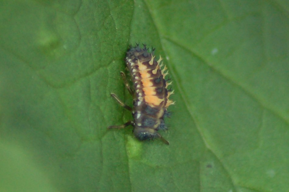 ChiddinglyRob's tweet image. natural pest control: loads of #ladybirds this year, so we collected a load* and put them on our #aphid-infested redcurrants - rather splendidly, they&apos;ve bred, and scoffed all the aphids - #raspberry and #redcurrant #pie incoming 😎
🥧🥰🐞

*collective noun for ladybirds ?