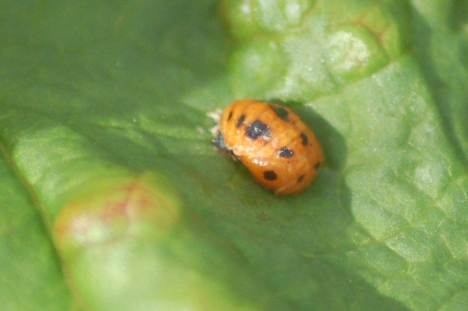 ChiddinglyRob's tweet image. natural pest control: loads of #ladybirds this year, so we collected a load* and put them on our #aphid-infested redcurrants - rather splendidly, they&apos;ve bred, and scoffed all the aphids - #raspberry and #redcurrant #pie incoming 😎
🥧🥰🐞

*collective noun for ladybirds ?