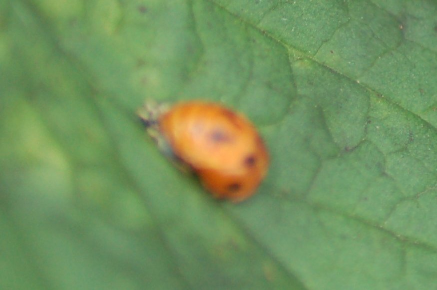 ChiddinglyRob's tweet image. natural pest control: loads of #ladybirds this year, so we collected a load* and put them on our #aphid-infested redcurrants - rather splendidly, they&apos;ve bred, and scoffed all the aphids - #raspberry and #redcurrant #pie incoming 😎
🥧🥰🐞

*collective noun for ladybirds ?